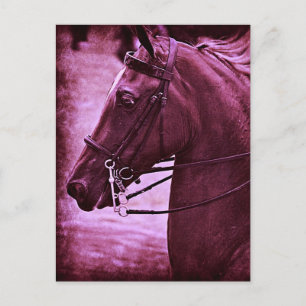 Tinted Saddlebred Postcard