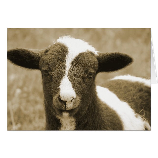 Tiny (Front Horizontal)