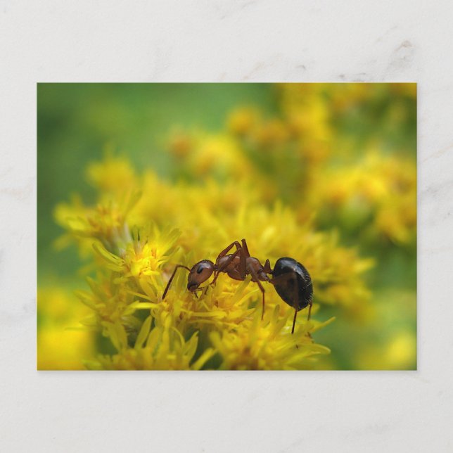 Tiny Ant on Goldenrod Postcard (Front)