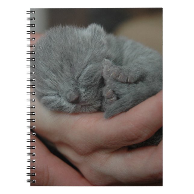 Tiny Baby Blue Kitten Notebook (Front)