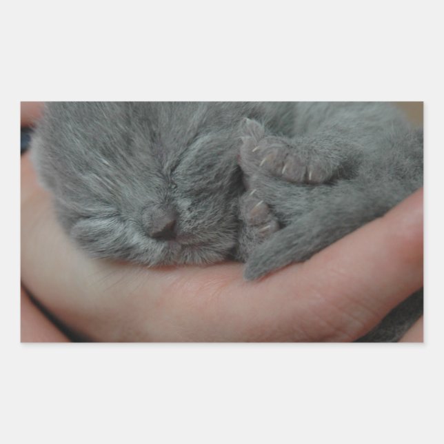 Tiny Baby Blue Kitten Rectangular Sticker (Front)