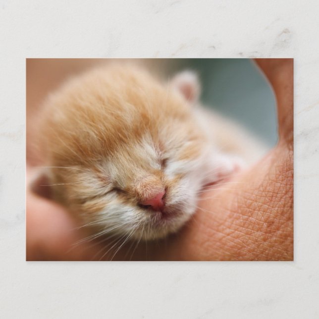 Tiny Baby Kitten Postcard (Front)