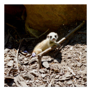 Tiny Baby Meerkat, Poster