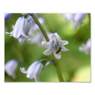 Tiny Bee On Bluebell Flower 10x8 Nature  Photo Print