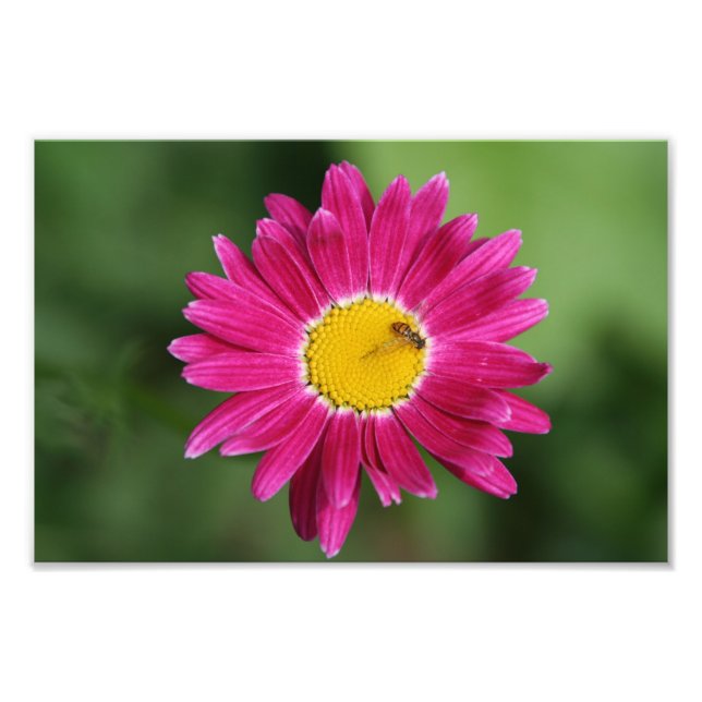 Tiny Bee on Painted Daisy Photo Print (Front)