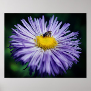 Tiny Bee On Purple Aster Flower Poster