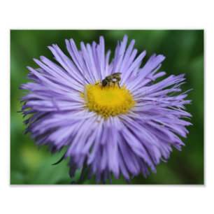 Tiny Bee On Purple Daisy Flower 10x8 Nature Photo Print