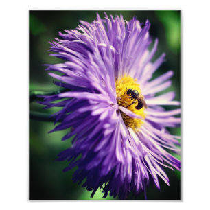 Tiny Bee On Purple Daisy Flower Close Up 8x10 Photo Print