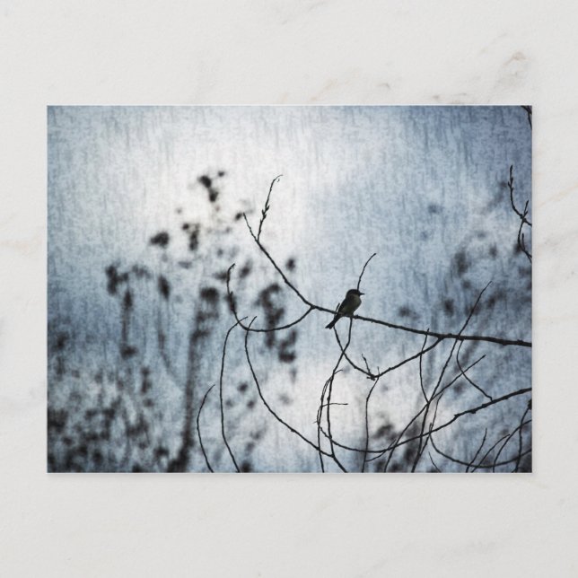 Tiny Bird Silhouette Postcard (Front)