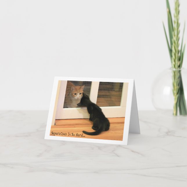 Tiny Black Kitten and Orange Tabby Cat Card (Front)