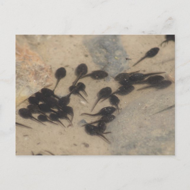 Tiny Black Tadpoles Nature Postcard (Front)