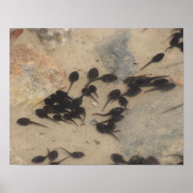 Tiny Black Toad Tadpoles Nature Poster (Front)