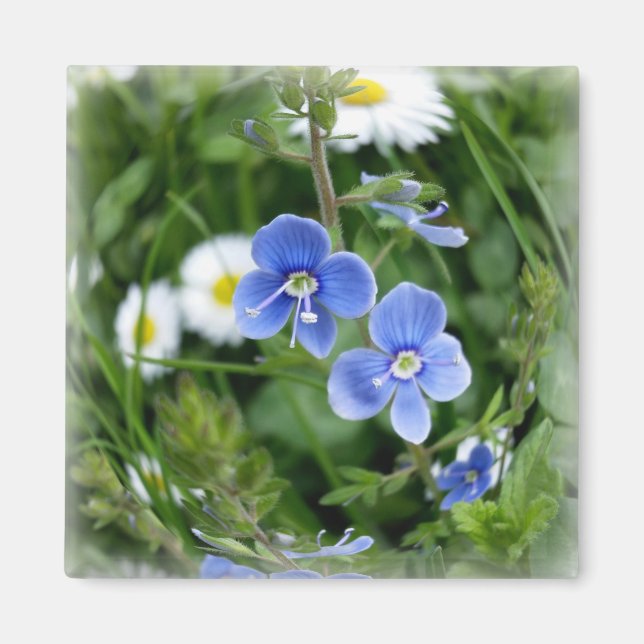 tiny blue flowers magnet (Front)