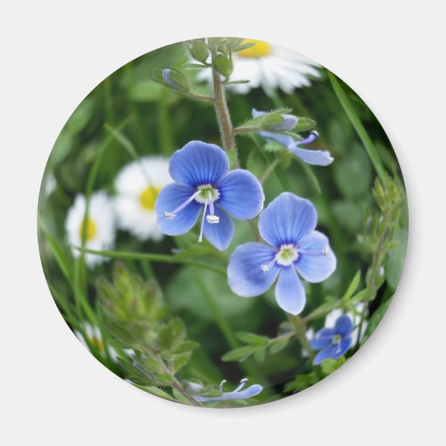 tiny blue flowers magnet (Front)