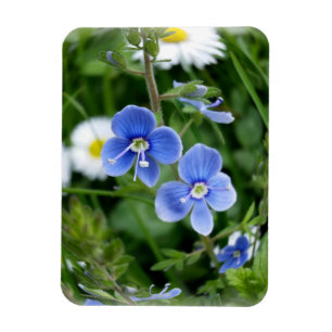tiny blue flowers magnet