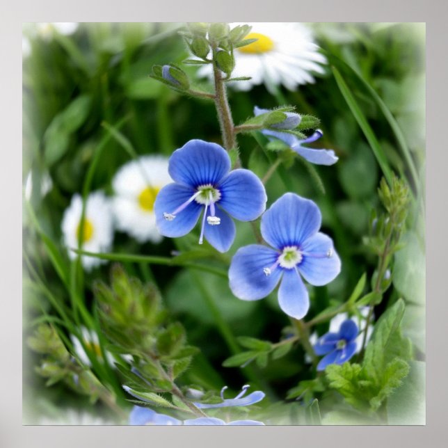 tiny blue flowers poster (Front)