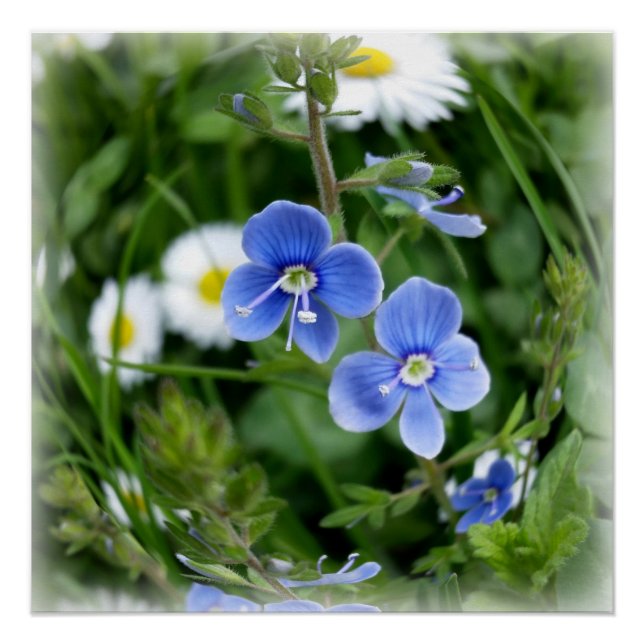 tiny blue flowers poster (Front)