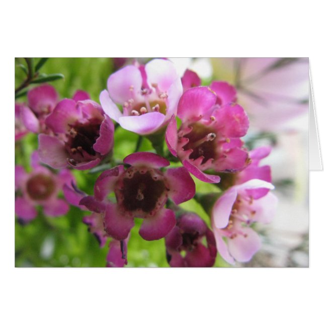 Tiny Bouquet (Front Horizontal)