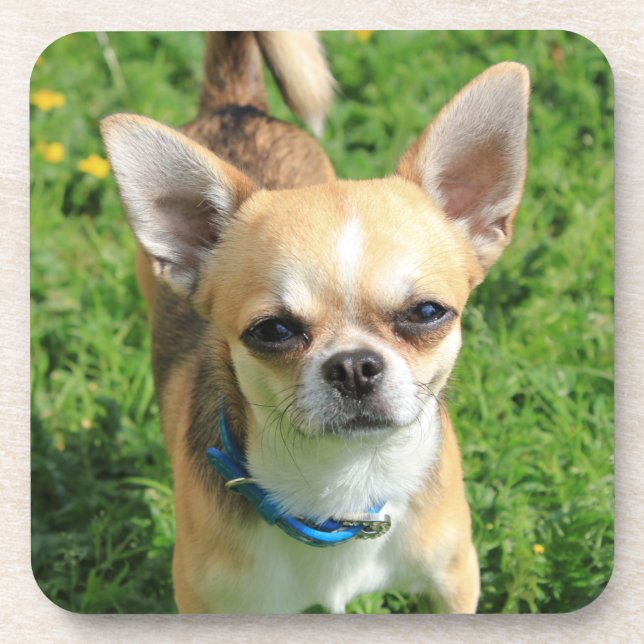 Tiny Chihuahua Puppy Dog Coaster (Front)