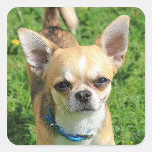 Tiny Chihuahua Puppy Dog Square Sticker