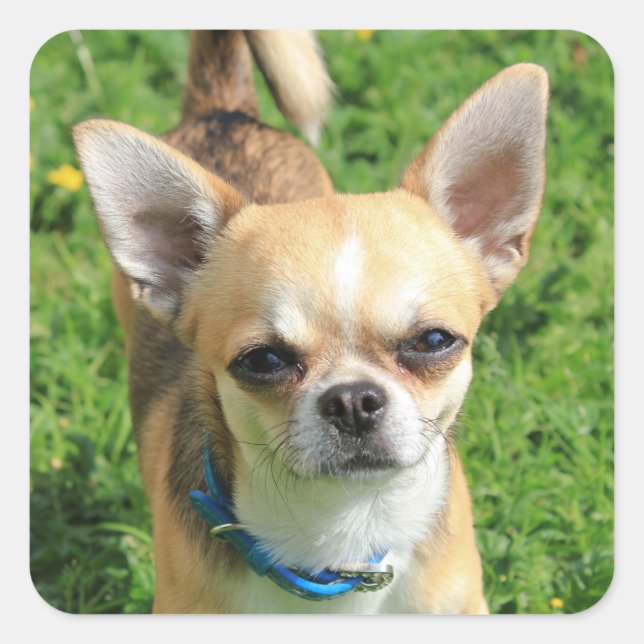 Tiny Chihuahua Puppy Dog Square Sticker (Front)