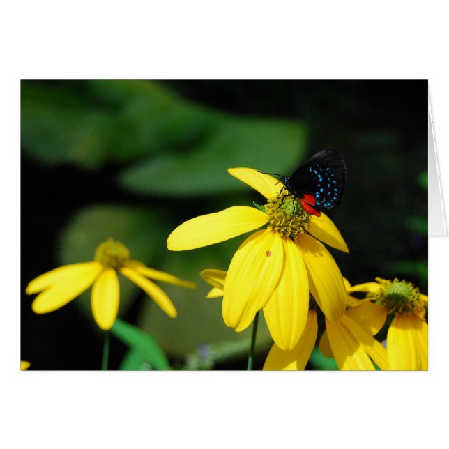 Tiny Colour 2 (Front Horizontal)