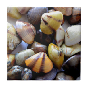 Tiny Colourful Clam Shells Tile