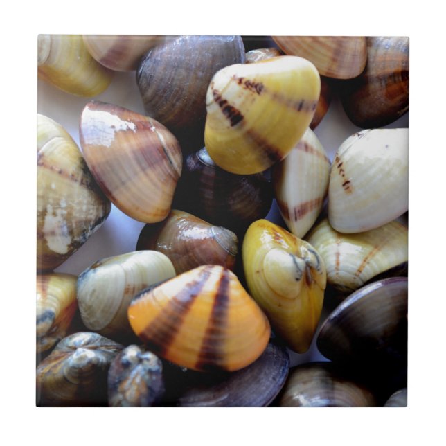 Tiny Colourful Clam Shells Tile (Front)