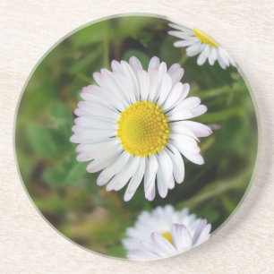 Tiny daisies coaster