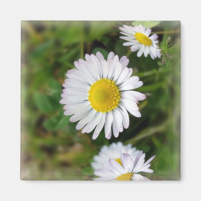 Tiny daisies magnet (Front)