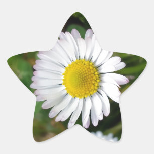 Tiny daisies star sticker