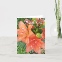 Tiny Double You Asiatic Lily Orange Flower