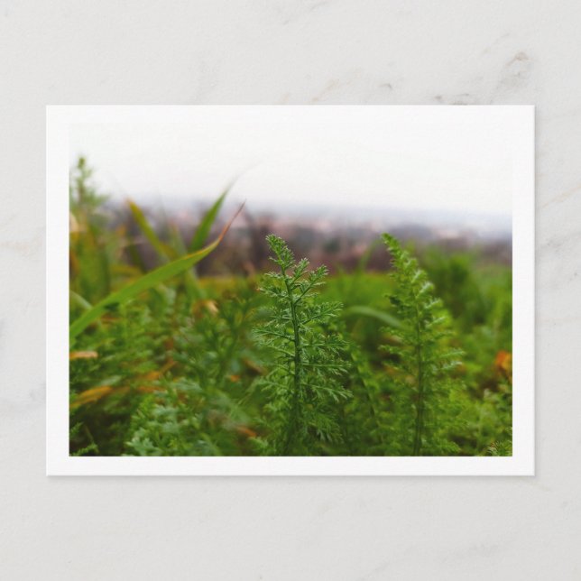 Tiny Fernlike Green Leaves Spring Botanical Postcard (Front)
