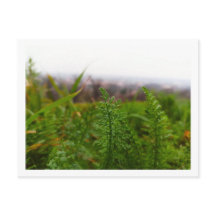 Tiny Fernlike Leaves in Spring