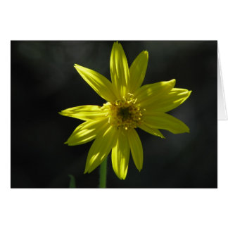 Tiny Flower