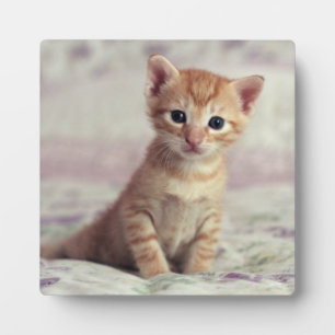 Tiny Ginger Kitten Plaque