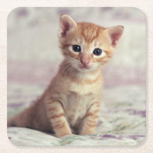 Tiny Ginger Kitten Square Paper Coaster (Front)