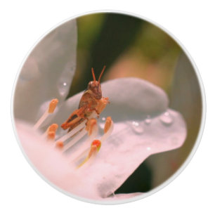 Tiny Grasshopper On White Azalea Flower   Ceramic Knob