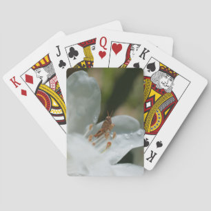 Tiny Grasshopper On White Azalea Flower Playing Cards