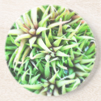 Tiny Green Aloe Coaster