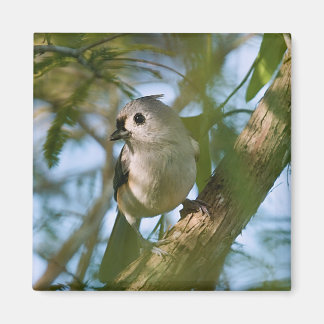 Tiny Guardian: Tufted Titmouse Magnet
