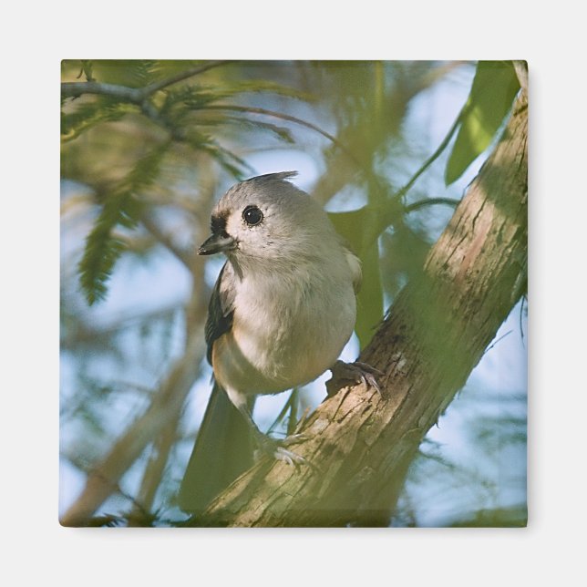 Tiny Guardian: Tufted Titmouse Magnet (Front)