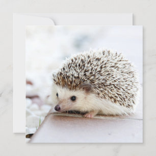 Tiny Hedgehog