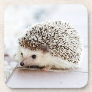 Tiny Hedgehog Coaster