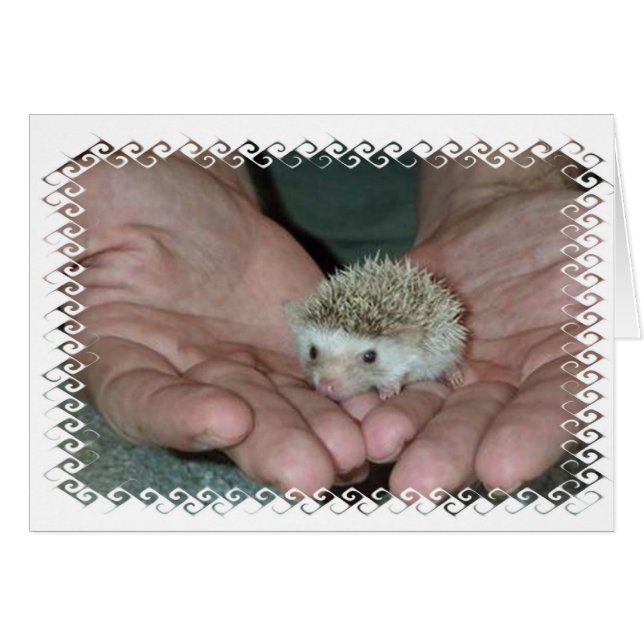 Tiny hedgehog in two hands (Front Horizontal)