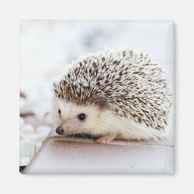 Tiny Hedgehog Magnet (Front)