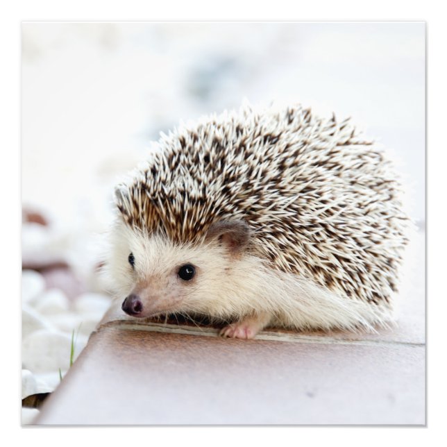 Tiny Hedgehog Photo Print (Front)