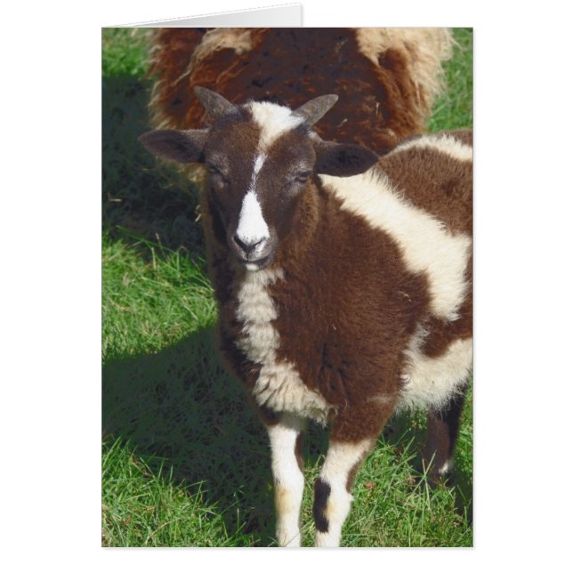 Tiny In Summer (Front)