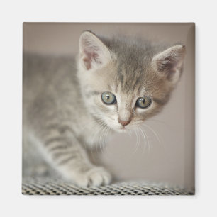 Tiny Kitten Magnet