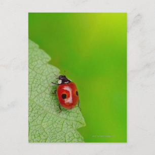 Tiny Lady Bug Postcard